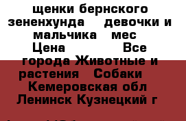 щенки бернского зененхунда. 2 девочки и 2 мальчика(2 мес.) › Цена ­ 22 000 - Все города Животные и растения » Собаки   . Кемеровская обл.,Ленинск-Кузнецкий г.